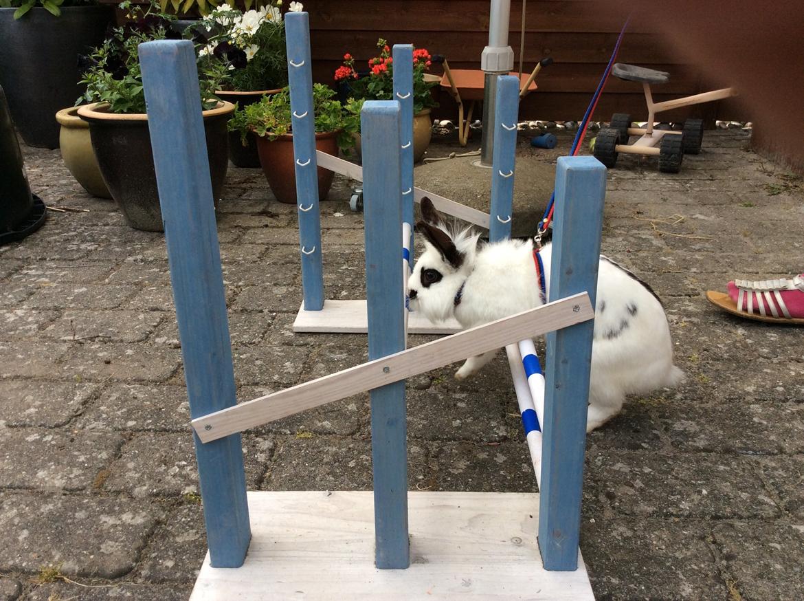 Kanin Smørblomst billede 18