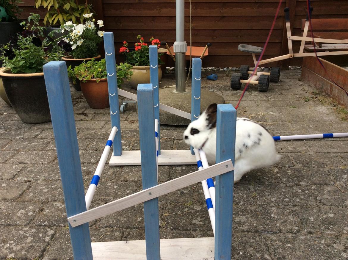 Kanin Smørblomst billede 19