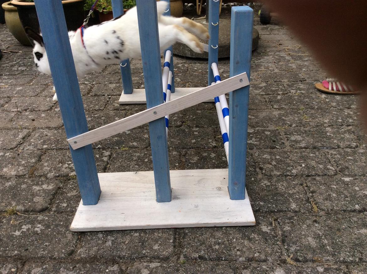 Kanin Smørblomst billede 20