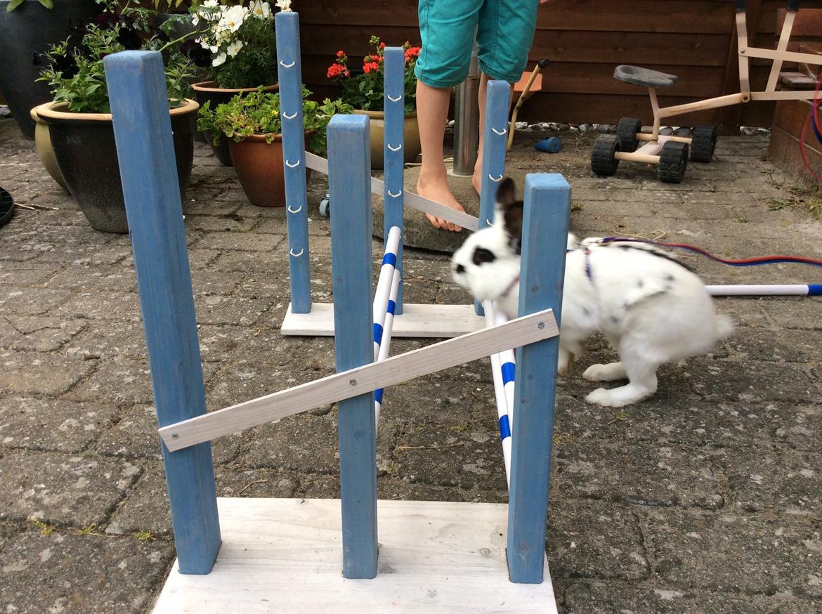 Kanin Smørblomst billede 21