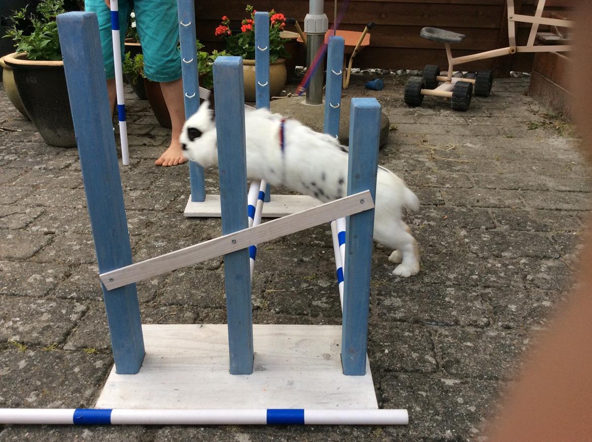 Kanin Smørblomst billede 22