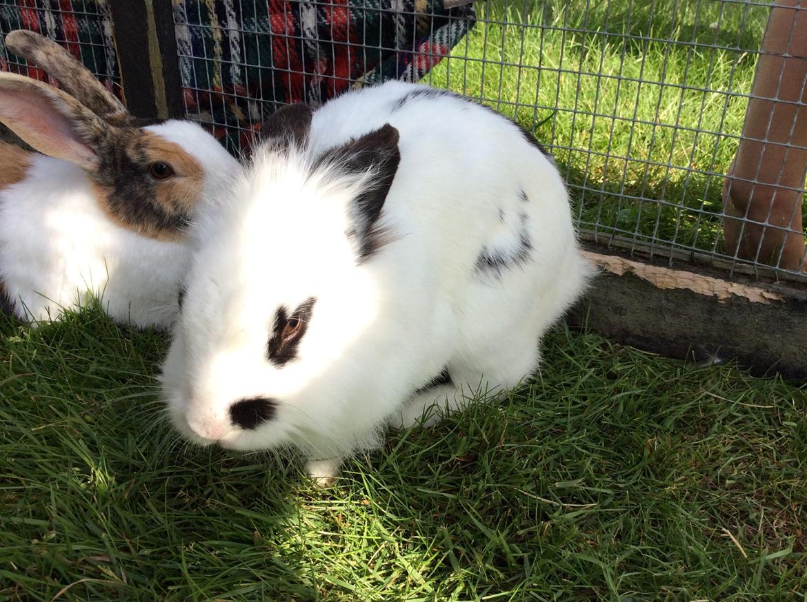Kanin Smørblomst billede 2