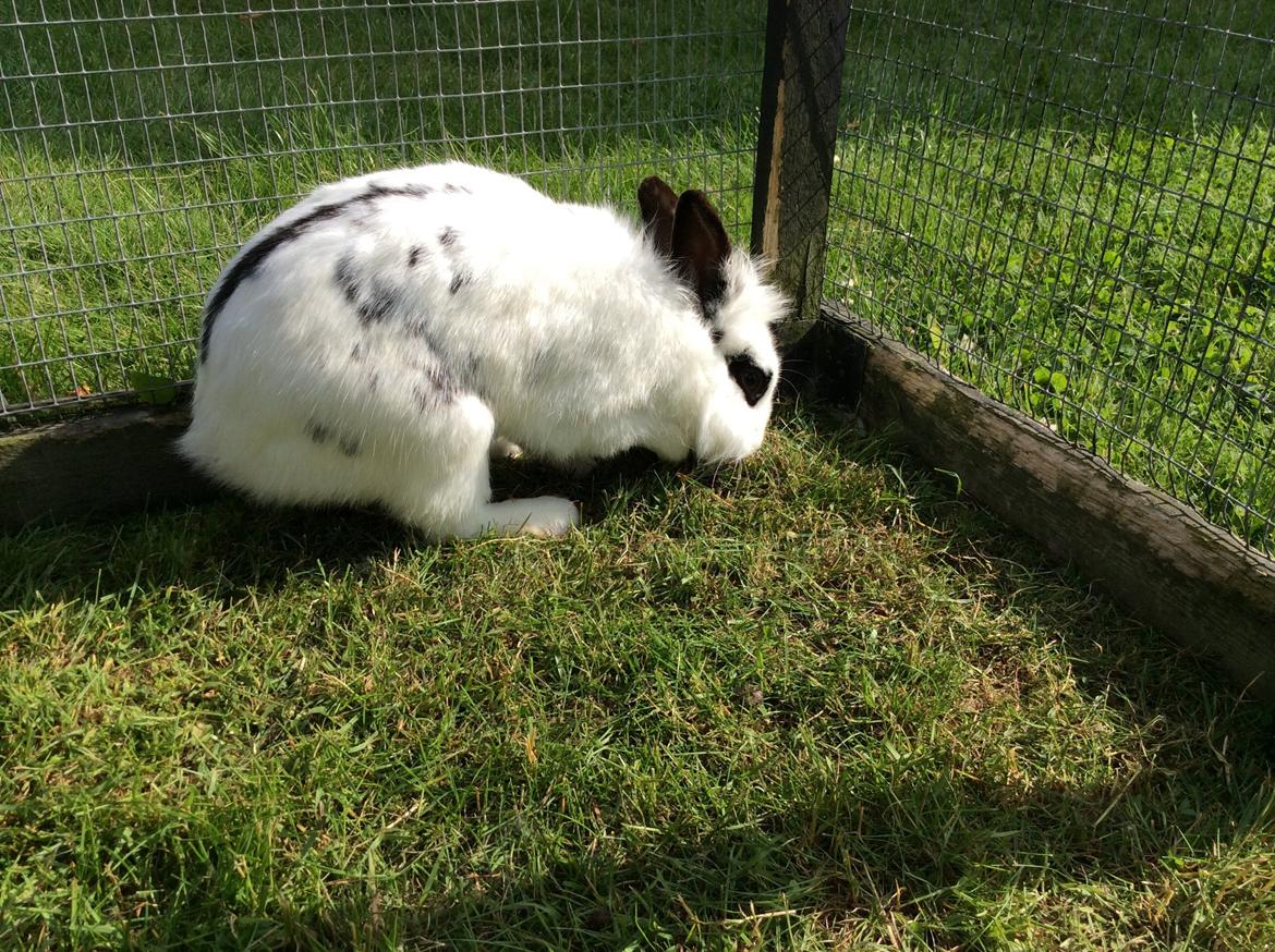 Kanin Smørblomst billede 23