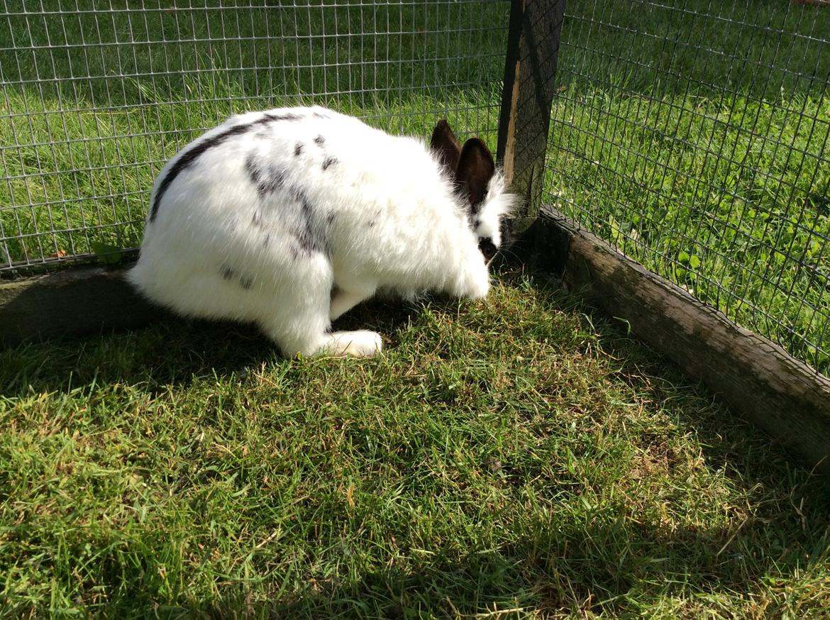 Kanin Smørblomst billede 24