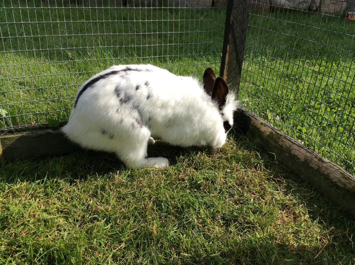 Kanin Smørblomst billede 25