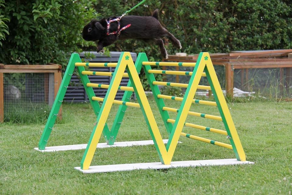 Kanin Milkas Ch. Koma Karma Kosmos - Fotograf: Trine Møldrup billede 2