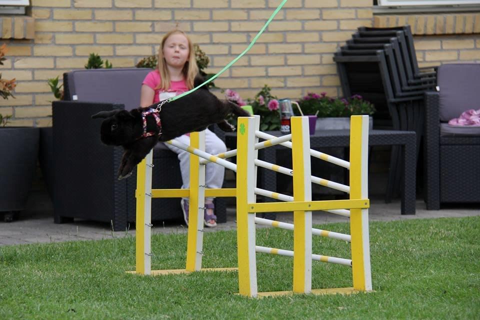 Kanin Milkas Ch. Koma Karma Kosmos - Fotograf: Trine Møldrup billede 4