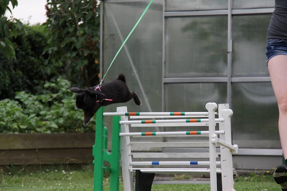 Kanin Milkas Ch. Koma Karma Kosmos - Fotograf: Trine Møldrup billede 5