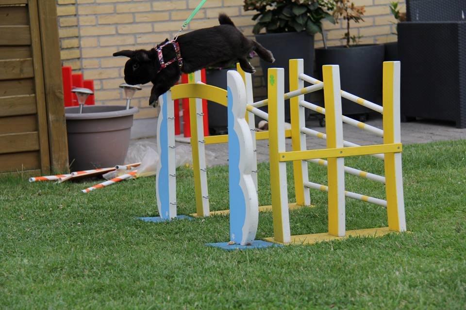 Kanin Milkas Ch. Koma Karma Kosmos - Fotograf: Trine Møldrup billede 6