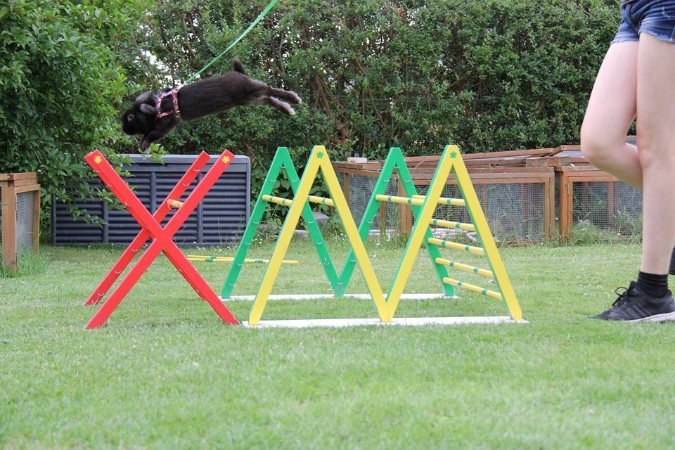 Kanin Milkas Ch. Koma Karma Kosmos - Fotograf: Trine Møldrup billede 1