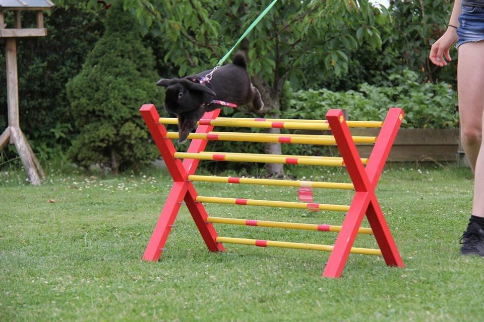 Kanin Milkas Ch. Koma Karma Kosmos - Fotograf: Trine Møldrup billede 3