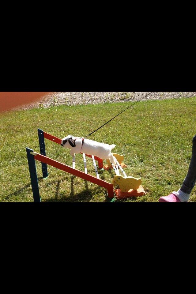 Kanin Stampe<3 billede 2