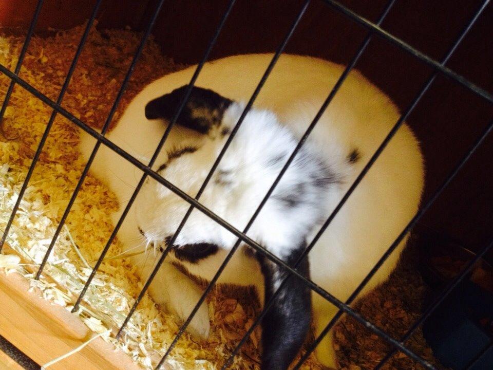 Kanin Stampe<3 billede 3