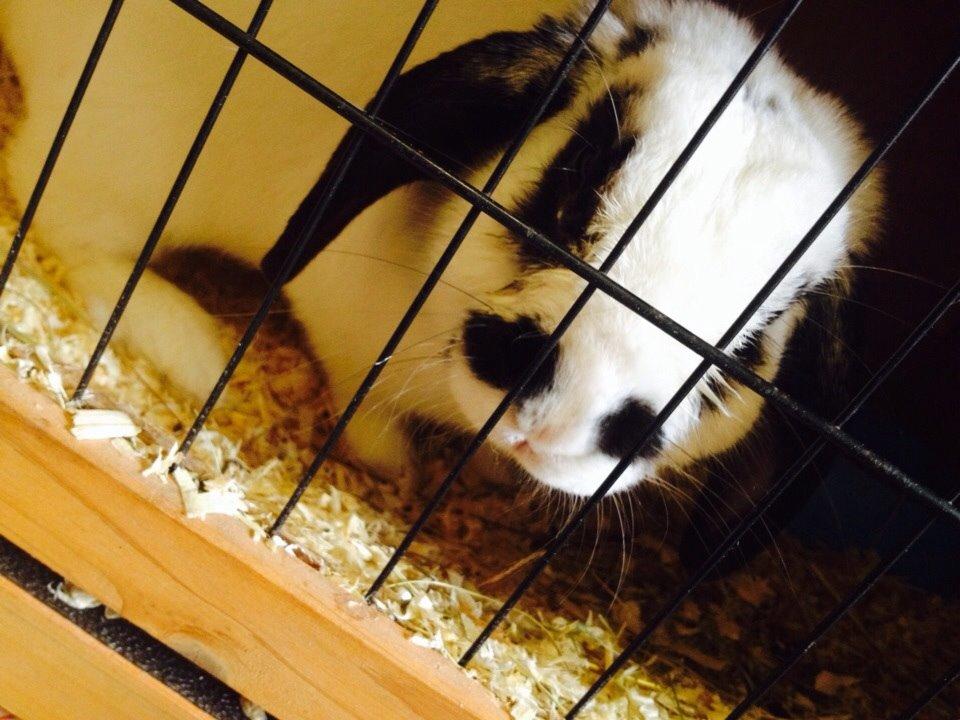 Kanin Stampe<3 billede 4