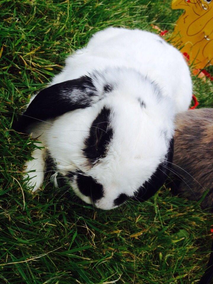 Kanin Stampe<3 billede 7