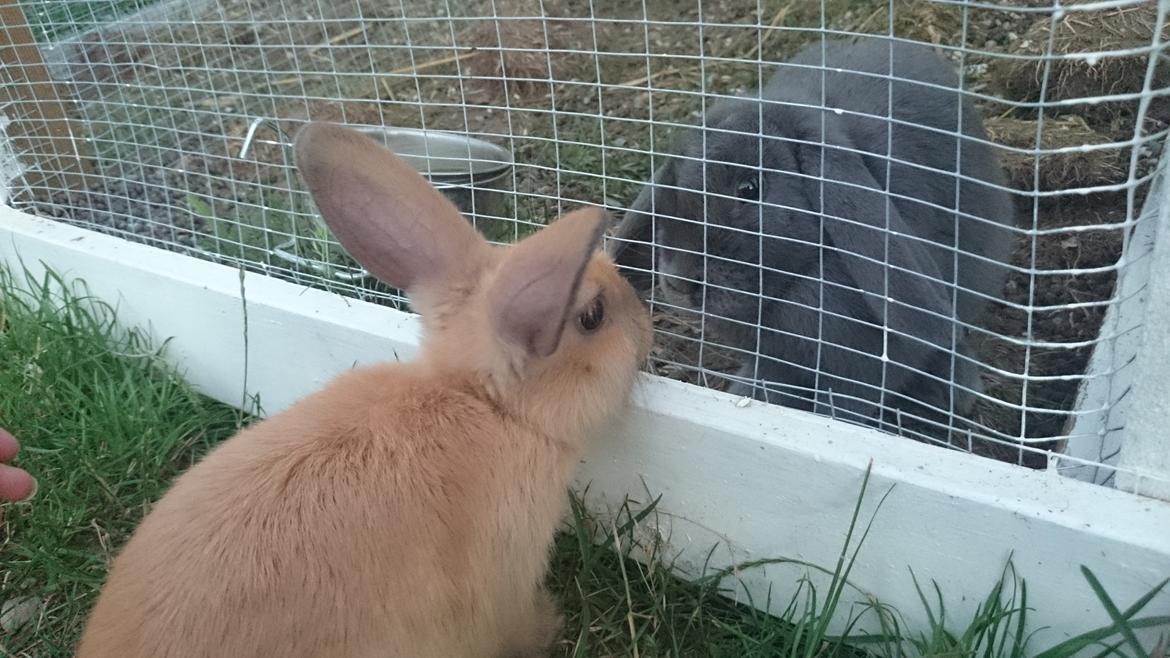 Kanin Maxi - Kiki og Magic billede 15