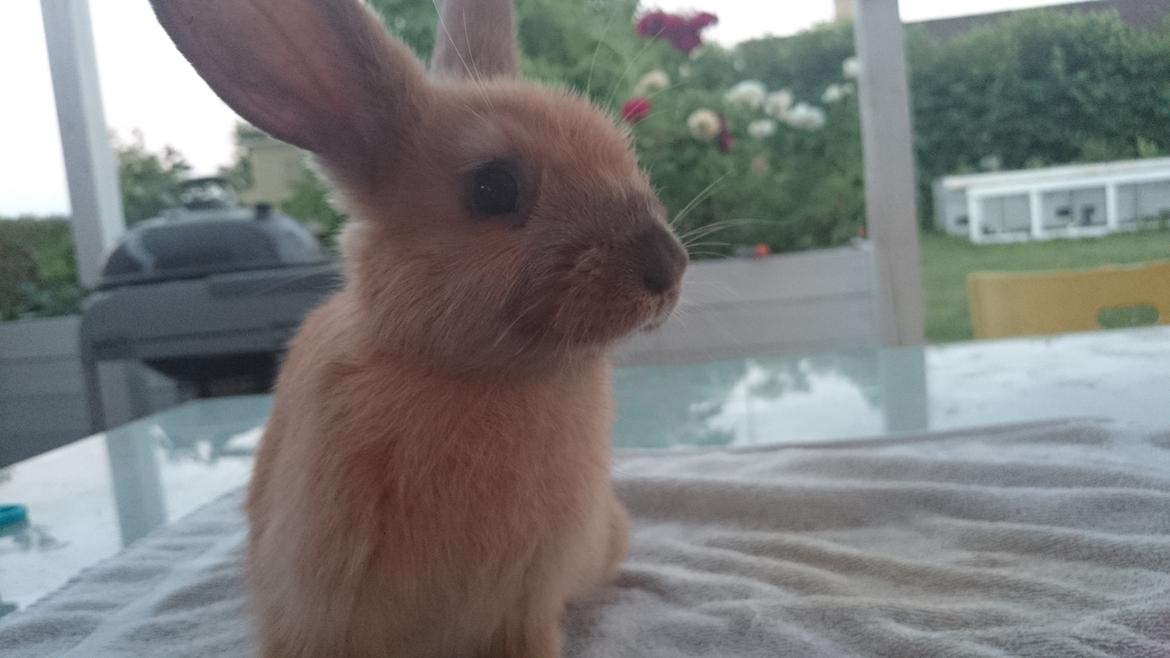 Kanin Maxi billede 4