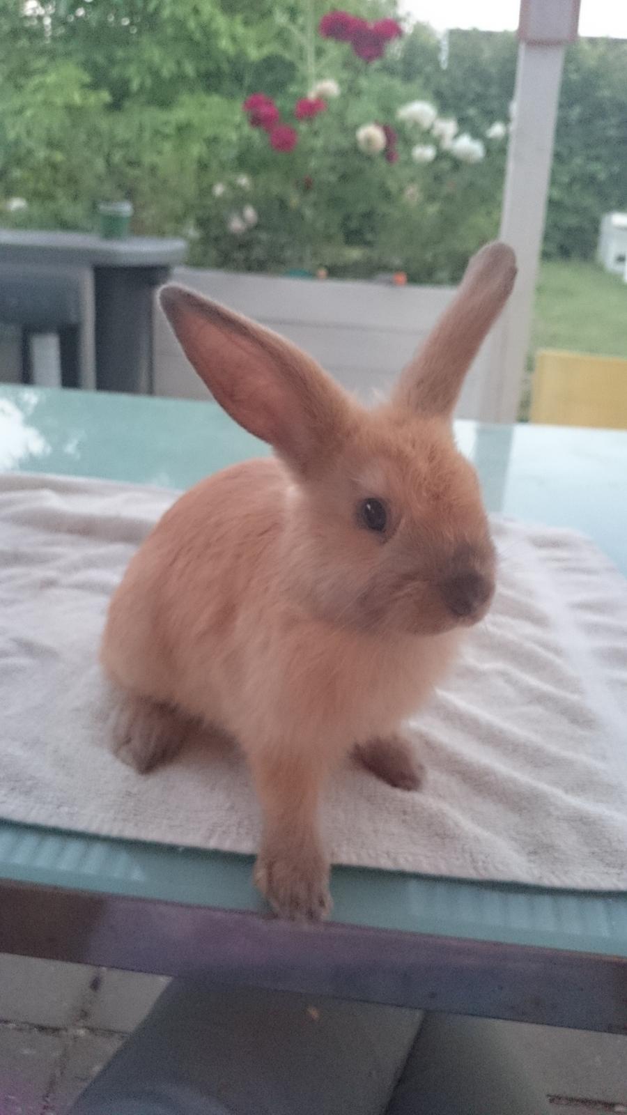 Kanin Maxi billede 6