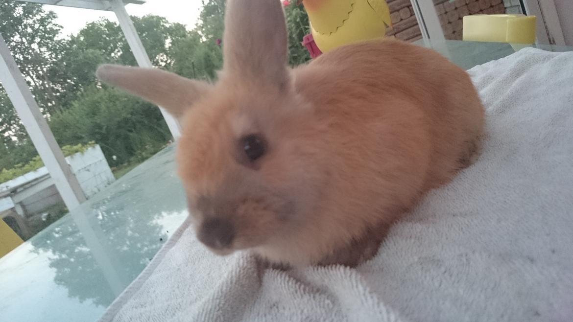 Kanin Maxi billede 12