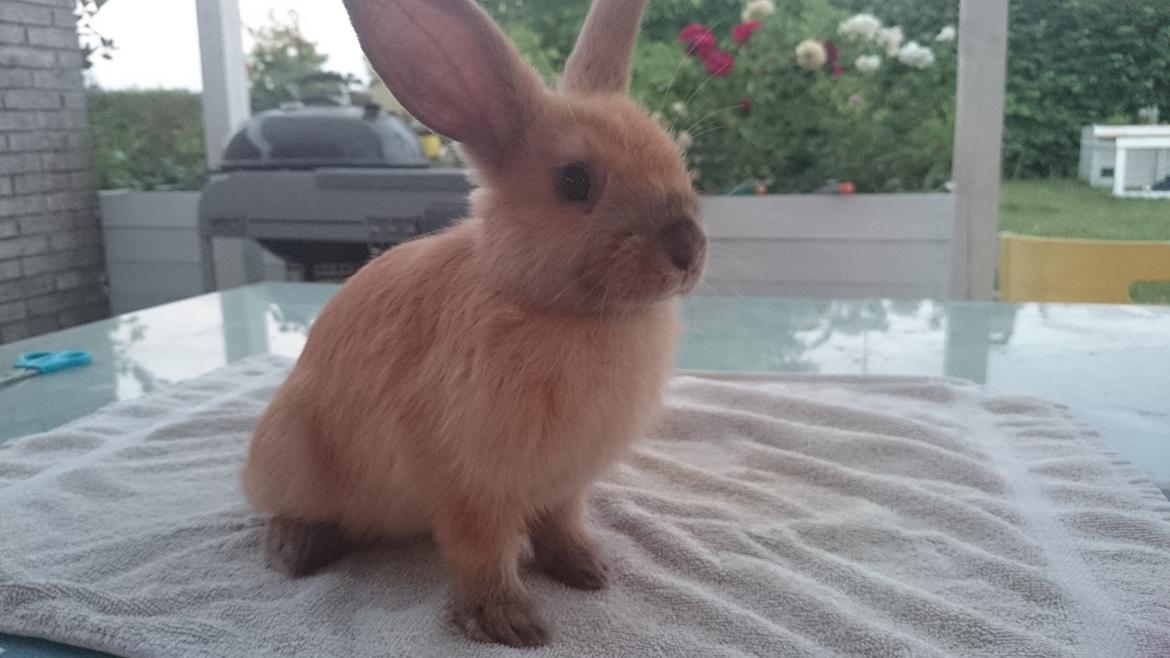 Kanin Maxi billede 2