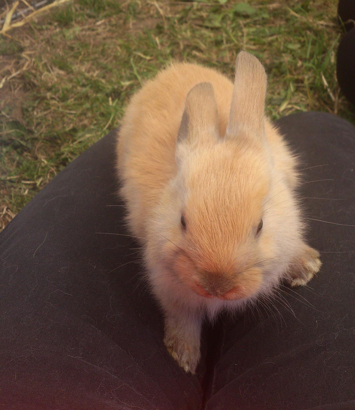 Kanin Maxi billede 13