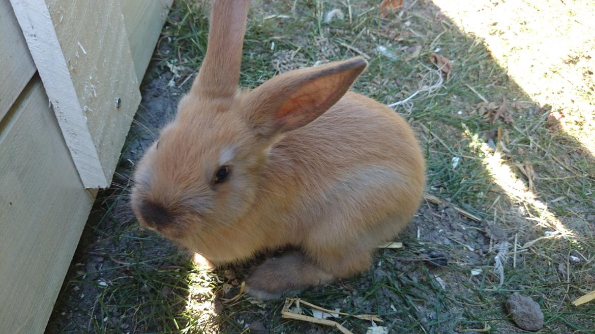 Kanin Maxi billede 17