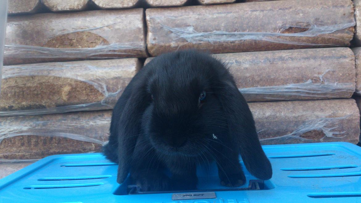 Kanin Magnifique billede 5