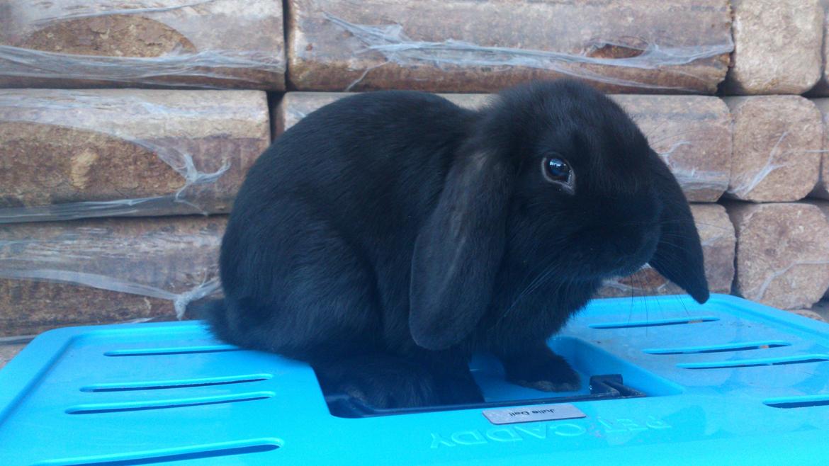 Kanin Magnifique billede 3