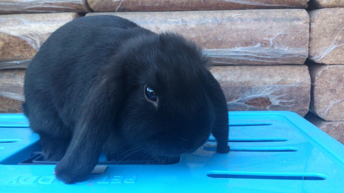 Kanin Magnifique billede 7