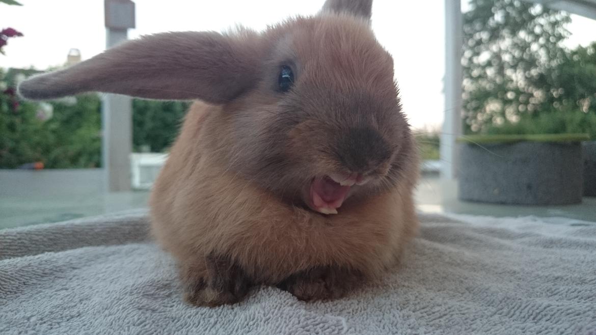 Kanin Maxi billede 18