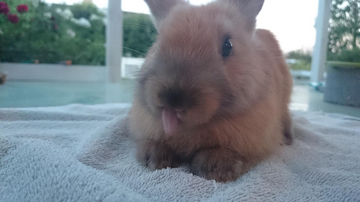 Kanin Maxi billede 19