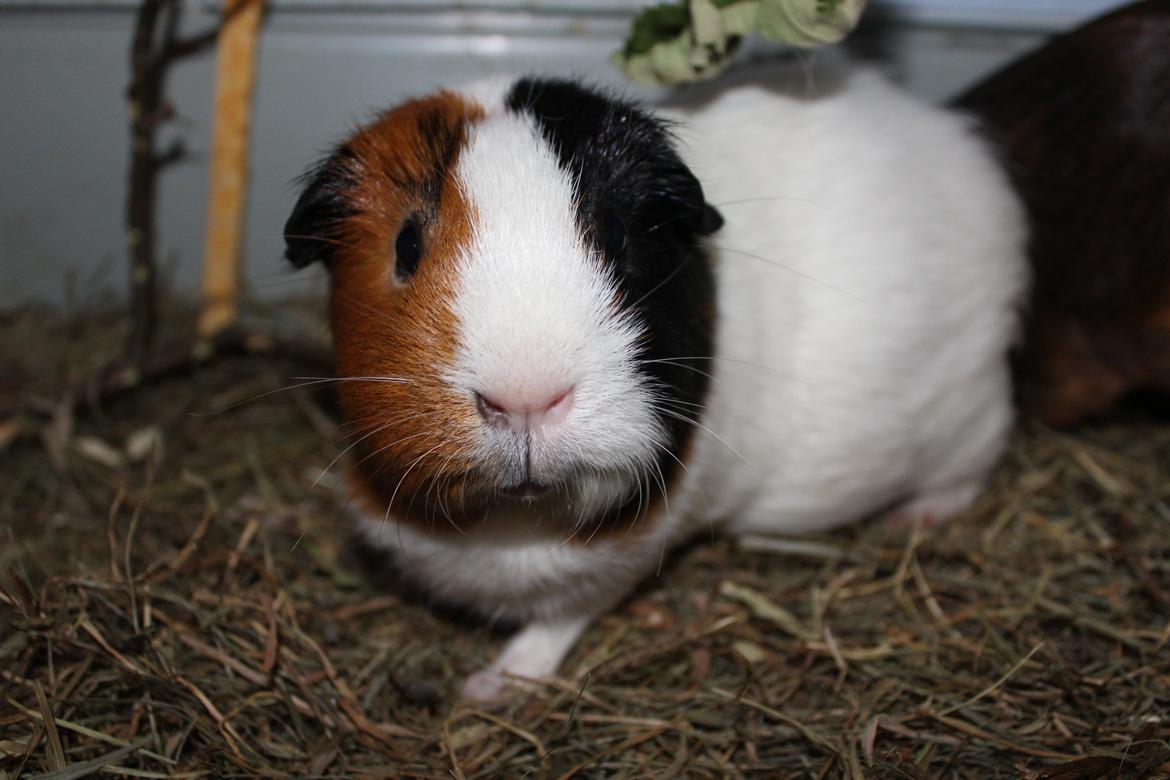 Marsvin Nulle - Prinsesse <3 billede 1