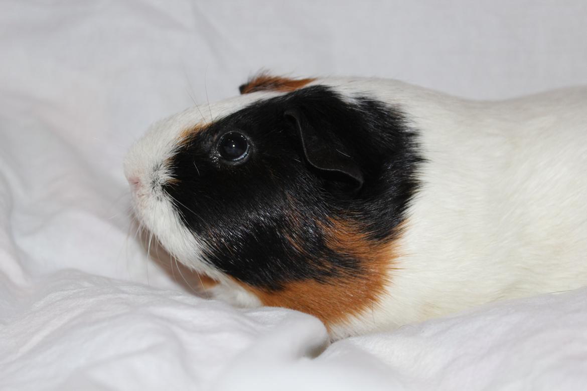 Marsvin Nulle - Smuksak <3 billede 2