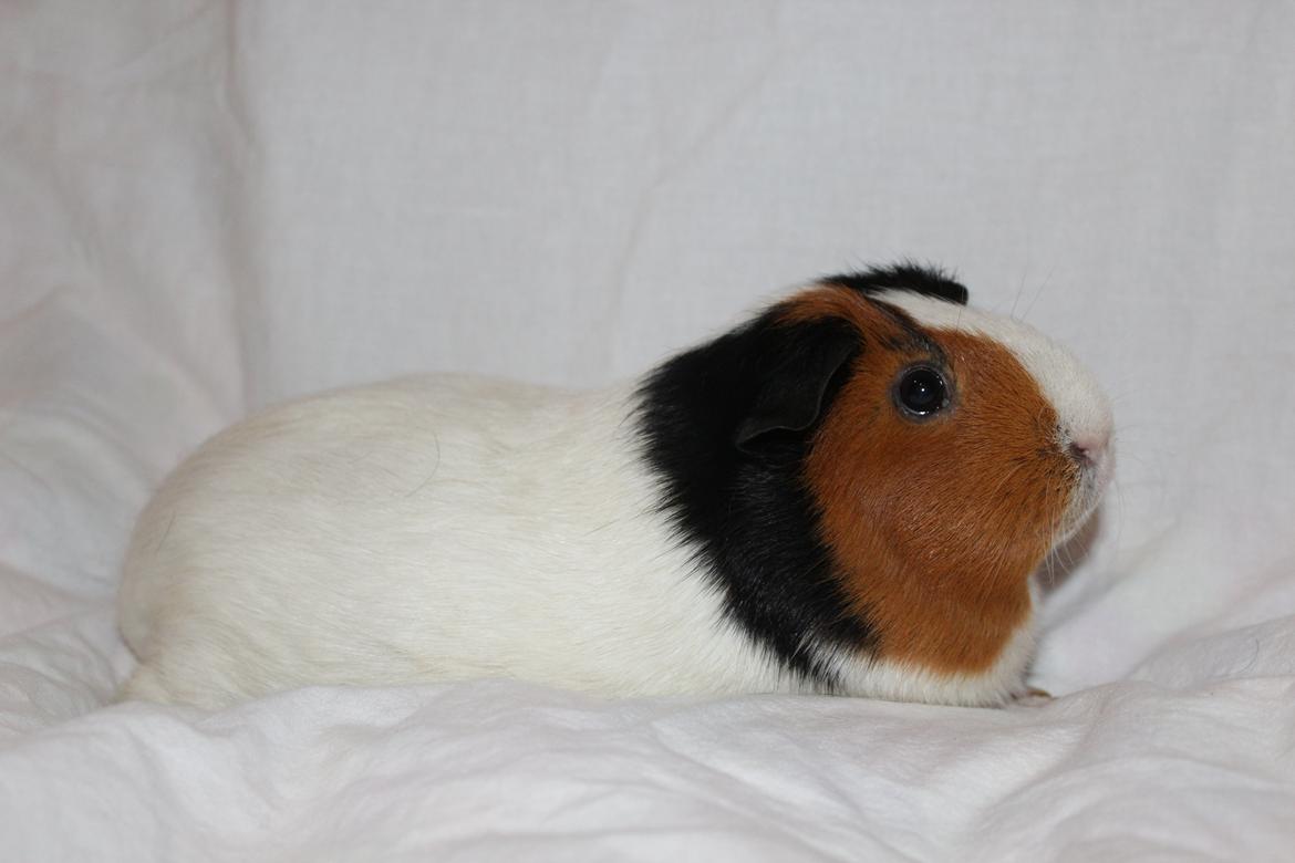 Marsvin Nulle - Brun side ;) billede 4