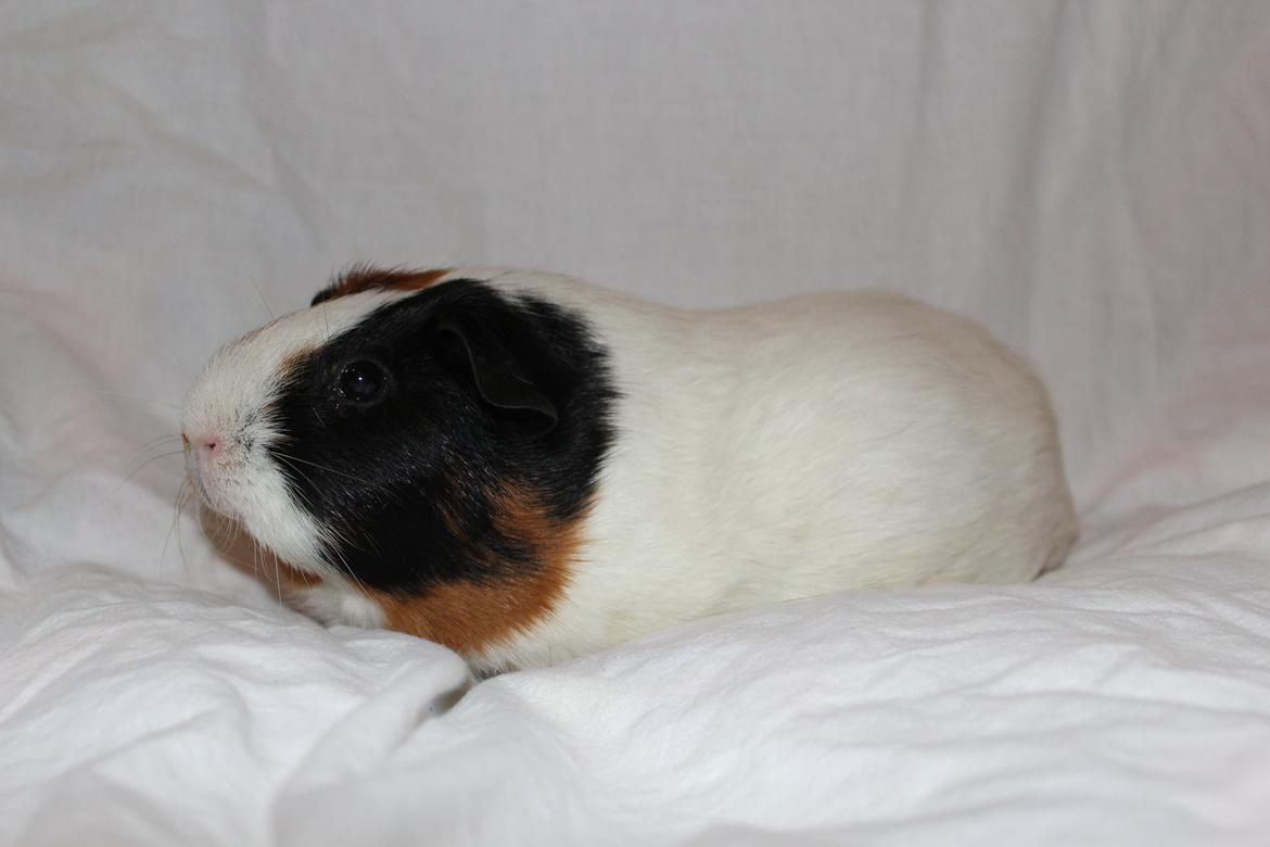 Marsvin Nulle - Sort side ;) billede 3