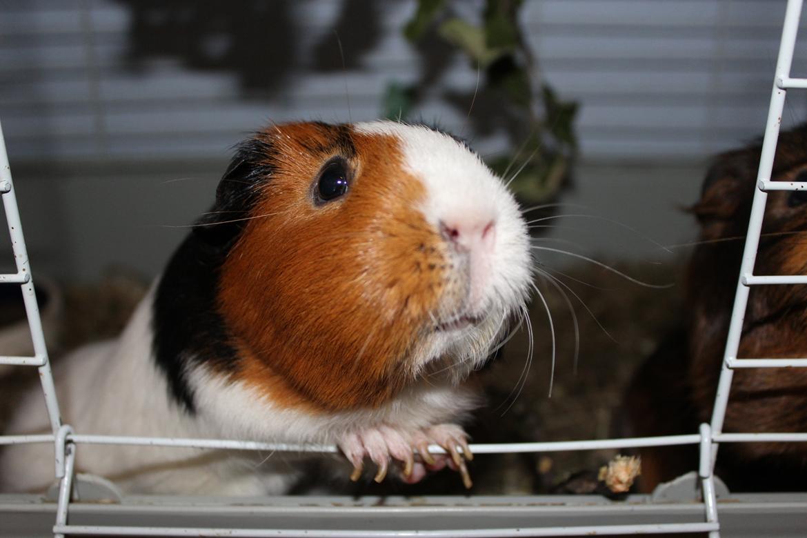 Marsvin Nulle - Halløj! billede 6