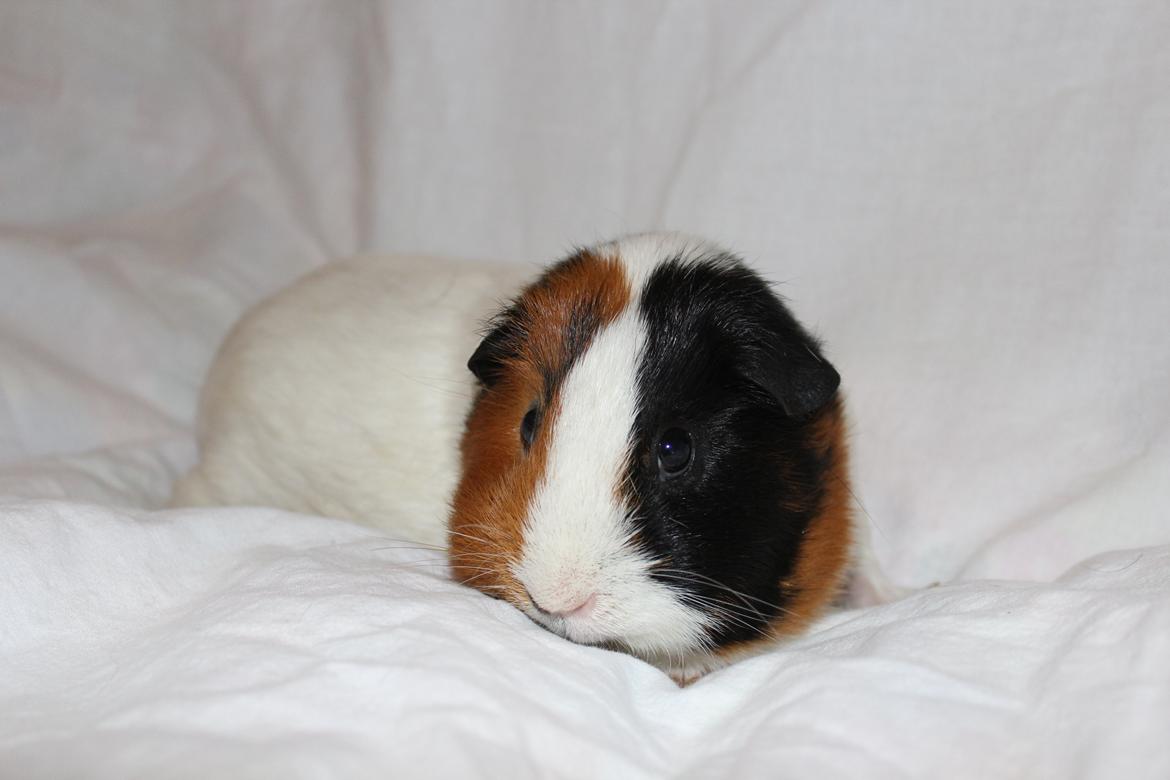 Marsvin Nulle - Hmm, kan man spise det her tæppe? billede 5