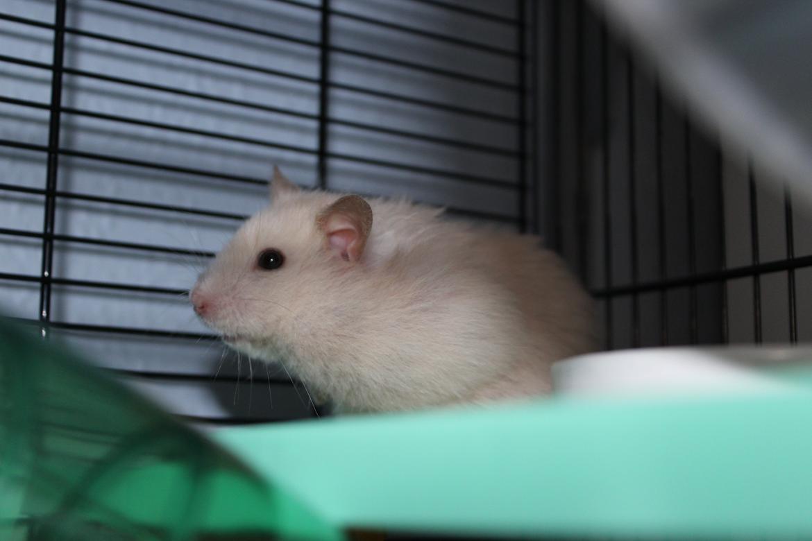 Hamster Zoey (Himmelhamster) - Lille hamstertøs billede 3
