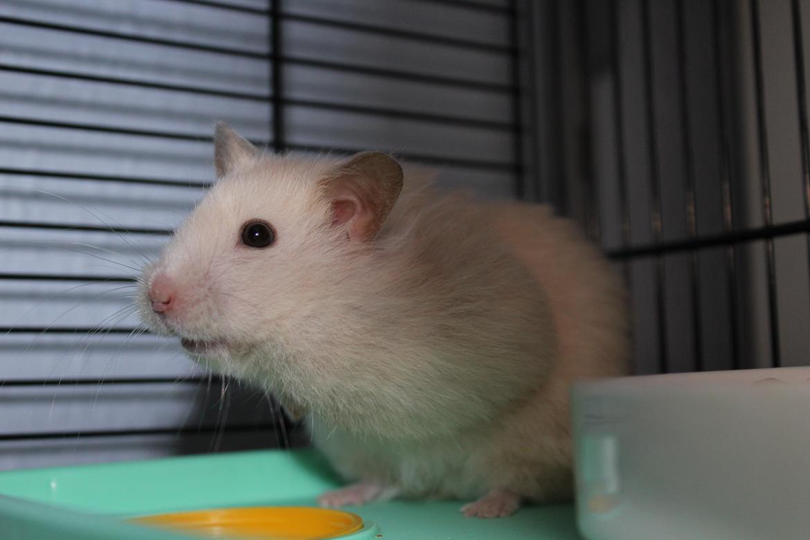 Hamster Zoey (Himmelhamster) - Hvad laver hun mon? billede 4