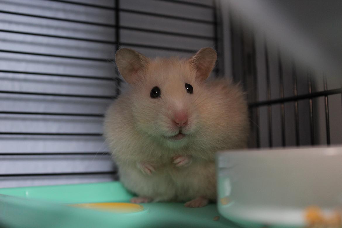 Hamster Zoey (Himmelhamster) - Sidder og vogter i hjørnet! billede 2