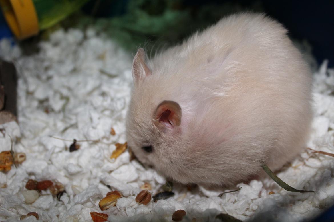 Hamster Zoey (Himmelhamster) - Ved at hamstre mad ind :P billede 6