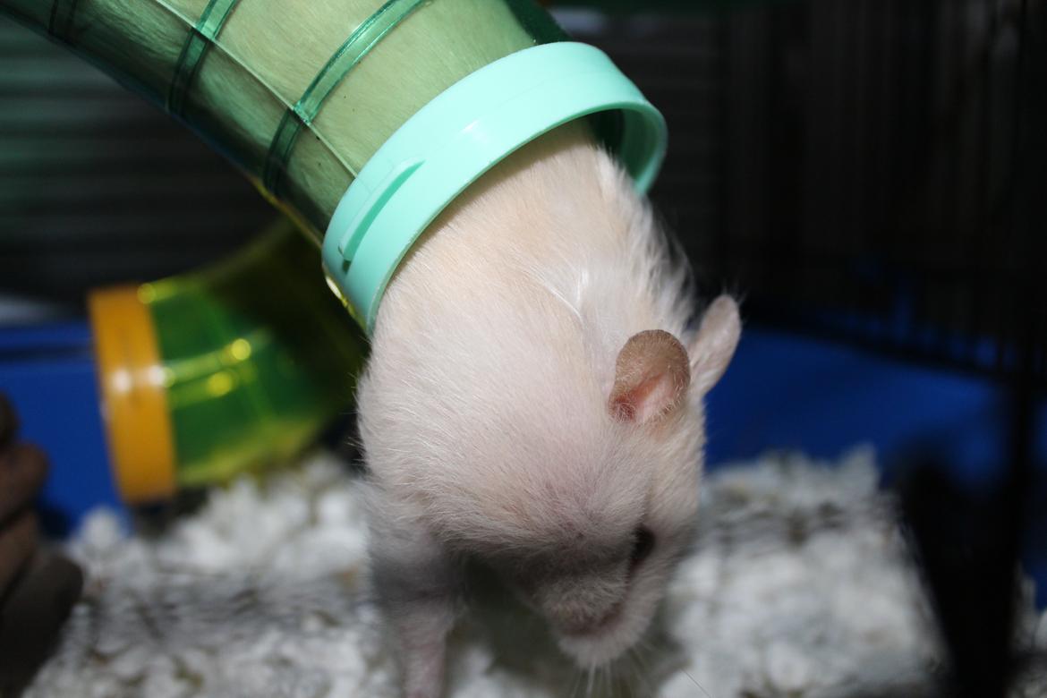 Hamster Zoey (Himmelhamster) - Tit-tit! billede 7