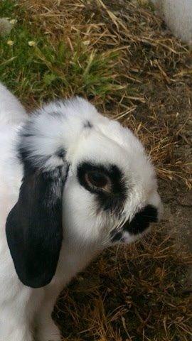 Kanin Stampe<3 billede 8