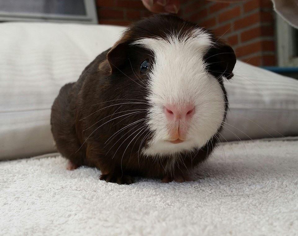 Marsvin Bøgebo's Toffie billede 1