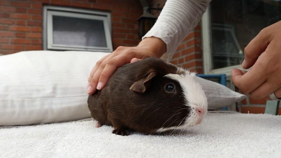 Marsvin Bøgebo's Toffie billede 3