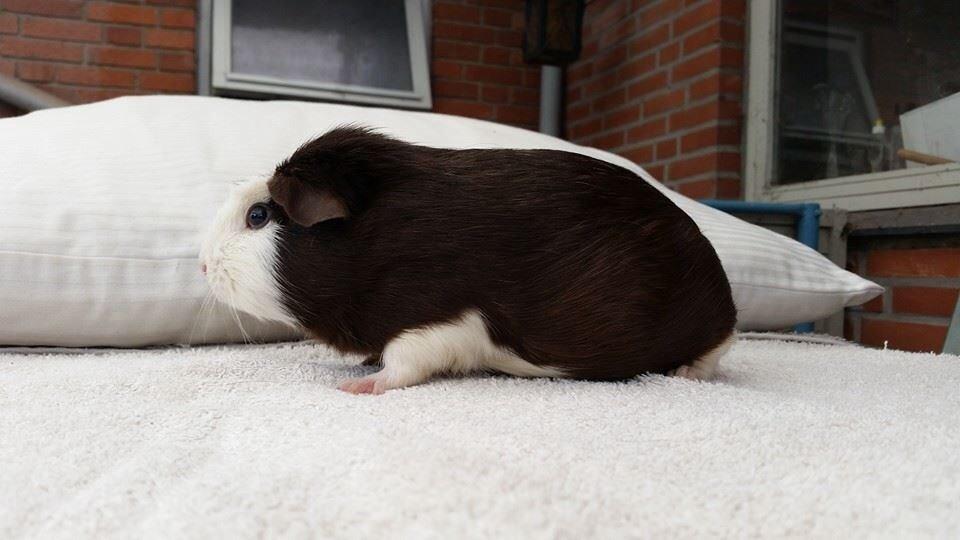 Marsvin Bøgebo's Toffie billede 2