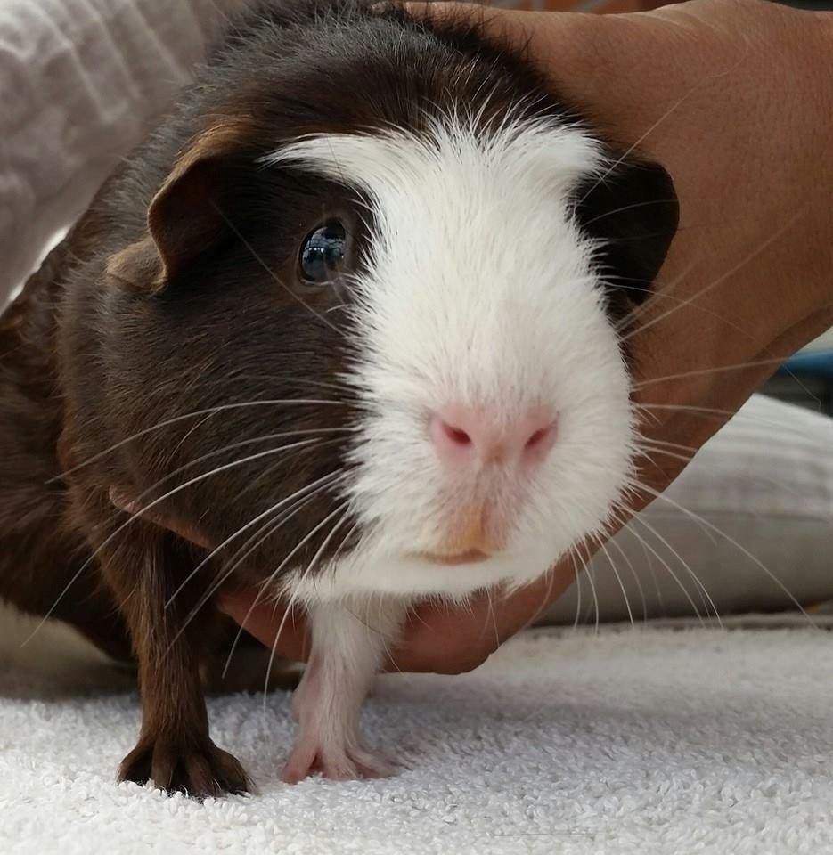 Marsvin Bøgebo's Toffie billede 4