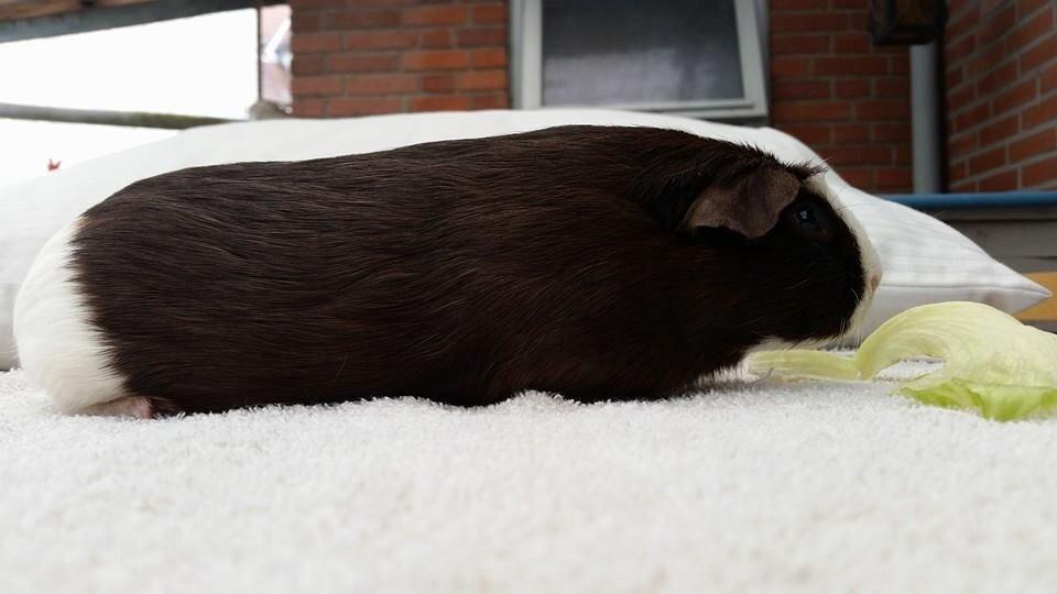 Marsvin Bøgebo's Toffie billede 5