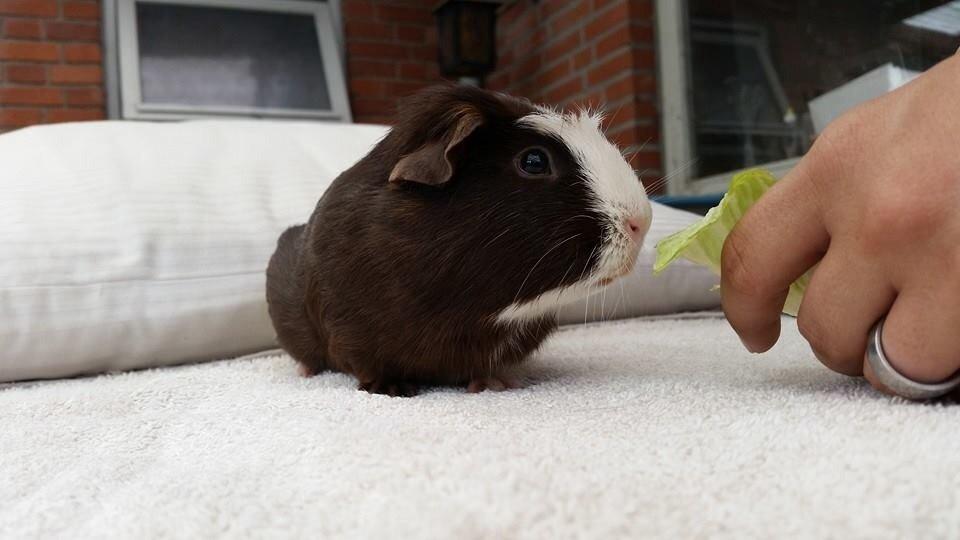 Marsvin Bøgebo's Toffie billede 6