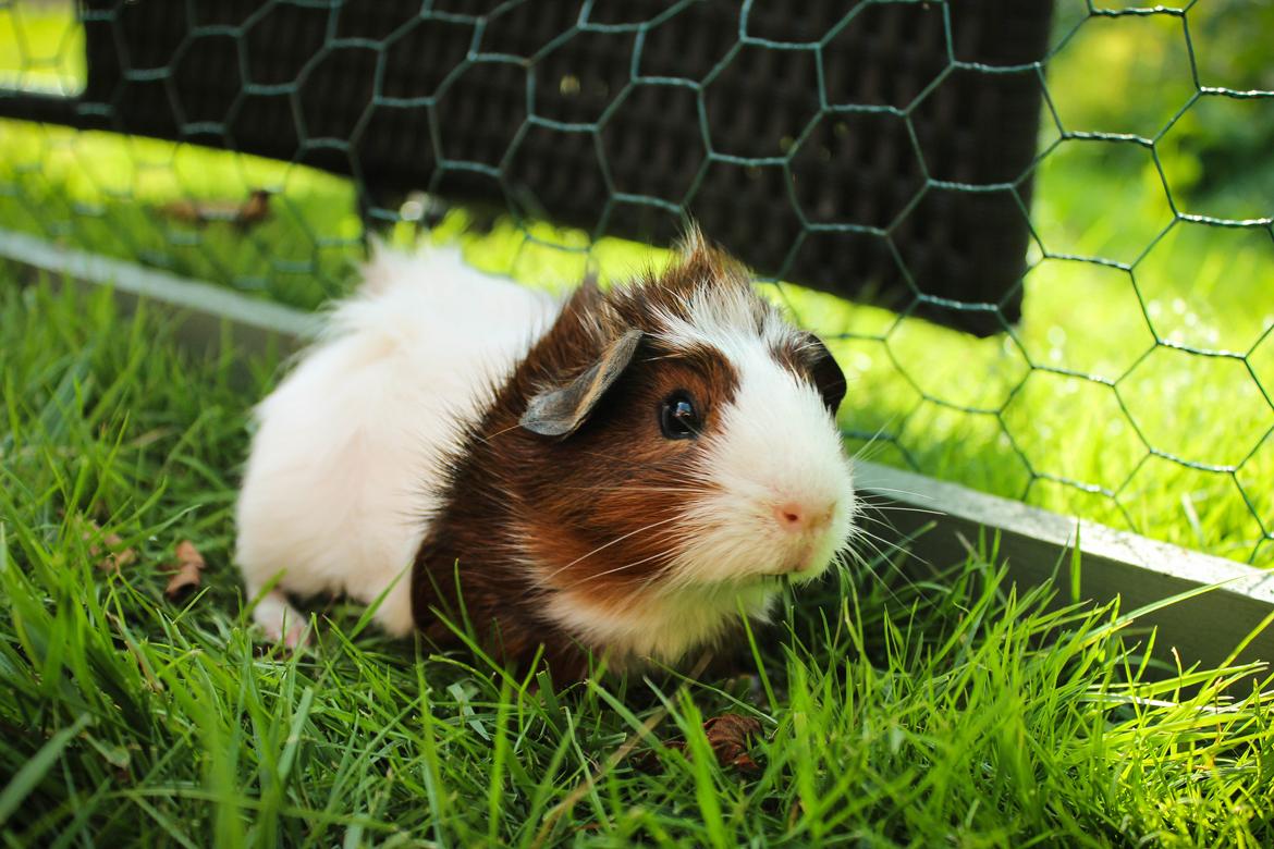 Marsvin Teemo billede 3